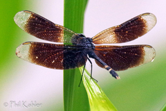 Erythrodiplax attenuata