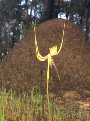 Caladenia attingens