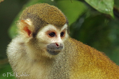 Ecuadorian Squirrel Monkey photo 2