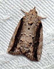 Etanna clopaea