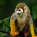 Ecuadorian Squirrel Monkey - Photo (c) Phil Kahler, some rights reserved (CC BY-NC), uploaded by Phil Kahler