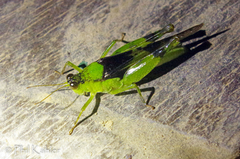 Paulinia acuminata