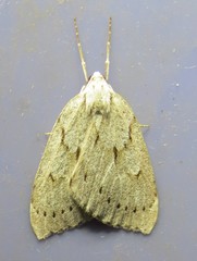 Philedia punctomacularia