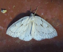 Philedia punctomacularia