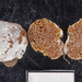 Descomyces - Photo (c) Jerry Cooper, some rights reserved (CC BY), uploaded by Jerry Cooper