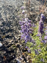 Salvia yangii