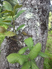 Sceloporus formosus