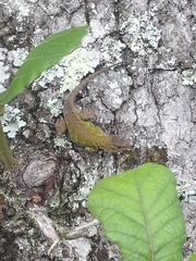 Sceloporus formosus