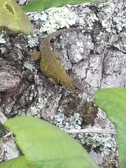Sceloporus formosus