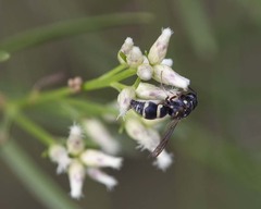 Parancistrocerus minimoferus