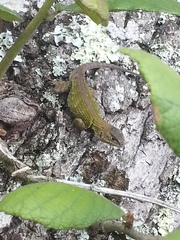 Sceloporus formosus