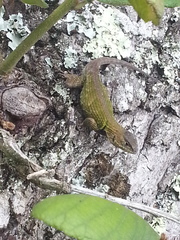 Sceloporus formosus