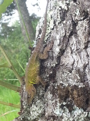 Sceloporus formosus