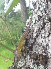 Sceloporus formosus