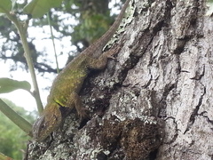 Sceloporus formosus