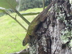 Sceloporus formosus