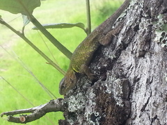 Sceloporus formosus