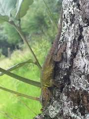 Sceloporus formosus