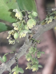 Achatocarpus praecox