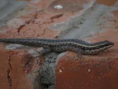 Trachylepis spilogaster