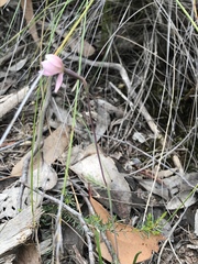 Thelymitra rubra