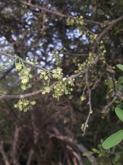 Achatocarpus praecox