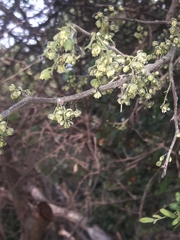 Achatocarpus praecox