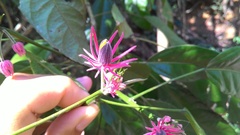 Pavonia multiflora