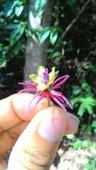 Pavonia multiflora