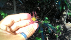 Pavonia multiflora