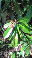 Pavonia multiflora