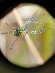 Araneidae