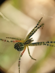Araneidae