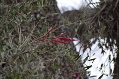 Tillandsia lorentziana