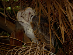 Tyto alba poensis