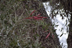 Tillandsia lorentziana