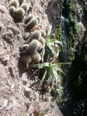 Mammillaria spinosissima spinosissima