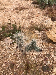 Cylindropuntieae