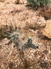 Cylindropuntieae