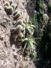 Mammillaria spinosissima spinosissima