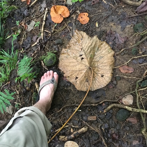 Macaranga stipulosa observed 2017-08-19