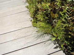 Carex trisperma