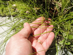 Carex trisperma