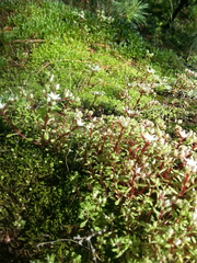 Sedum jaliscanum