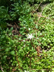 Sedum jaliscanum