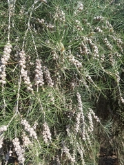 Melaleuca brachyandra