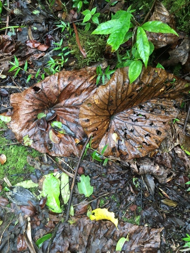 Macaranga stipulosa observed 2017-08-19