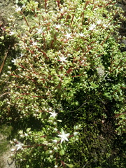 Sedum jaliscanum