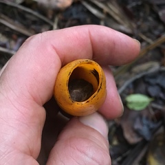 Hernandia moerenhoutiana