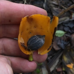 Hernandia moerenhoutiana